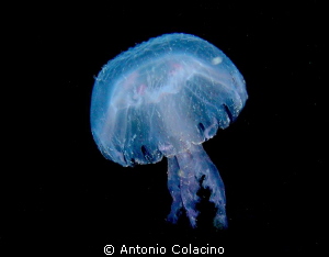 A jellyfish Pelagia noctiluca by night, Nikon Coolpix S3 ... by Antonio Colacino 